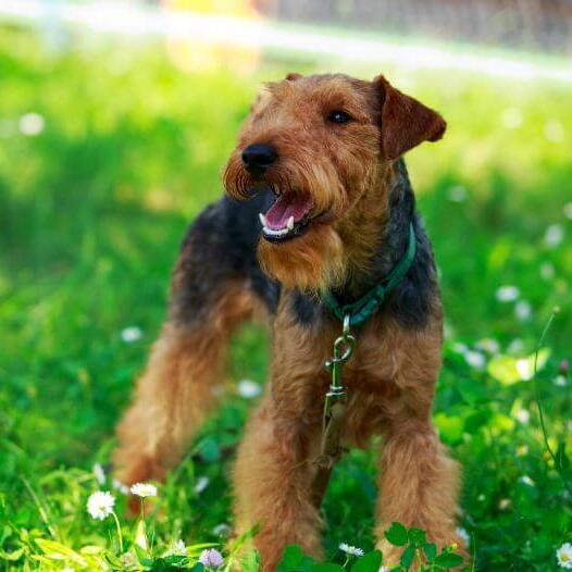 Welsh Terrier steht auf dem Feld mit grünem Gras
