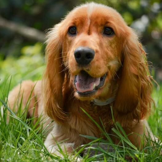 Cocker German Die Cocker-Rassen , English Cocker Spaniel: Farben, Charakter & Größe ...