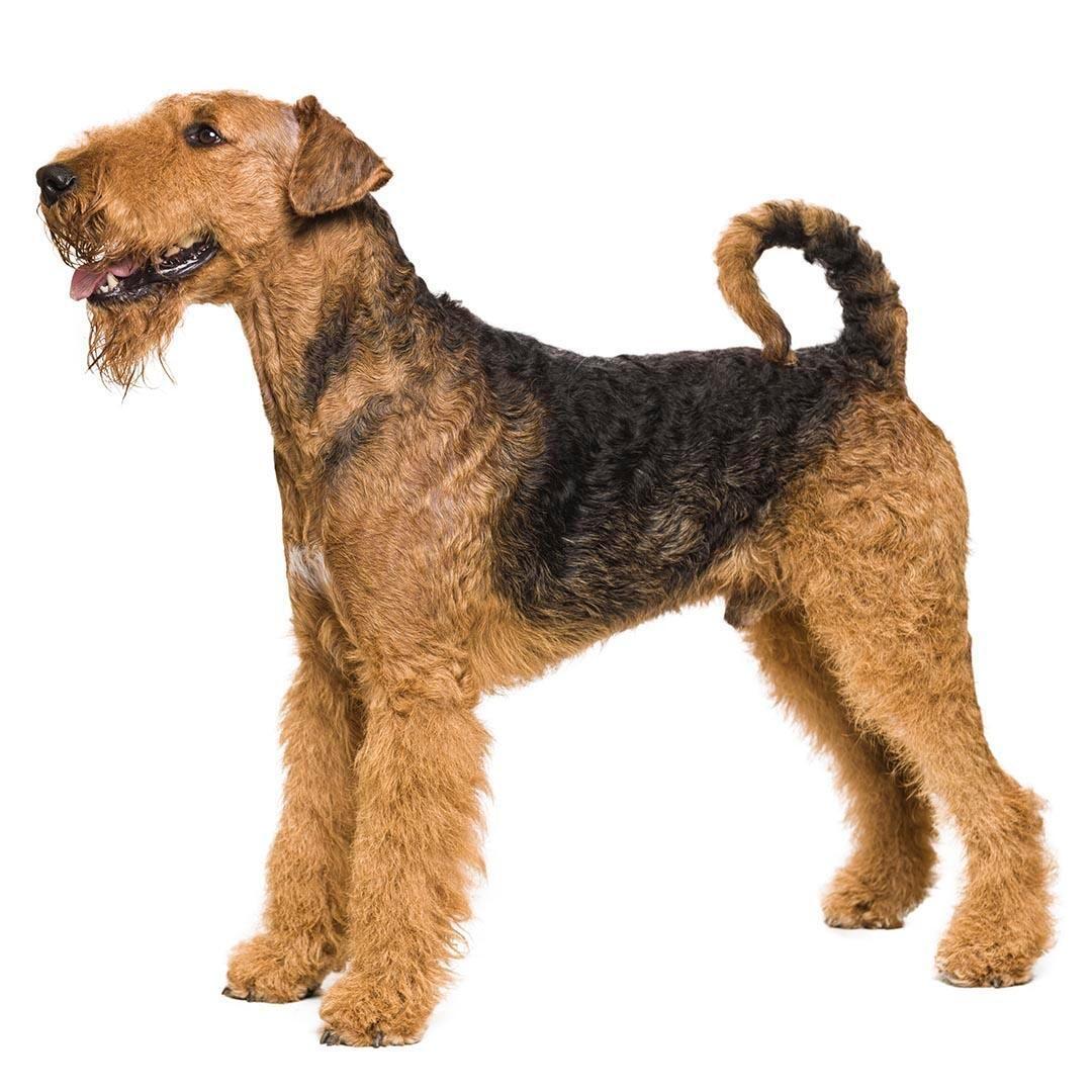 Hunderasse Airedale Terrier