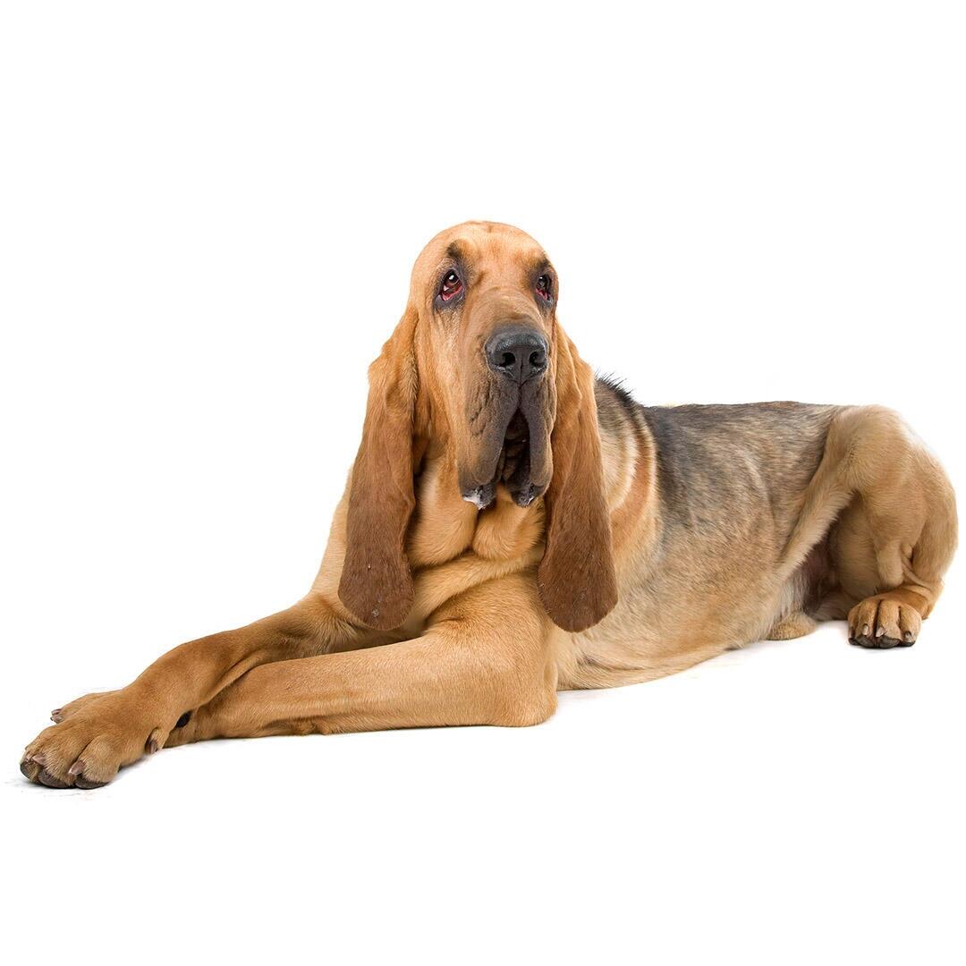 Bloodhound-Hunderasse