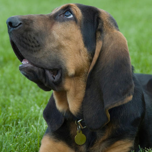 Bloodhound-Hunderasse
