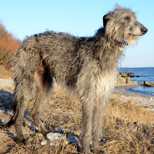 Grauer Hirschhund steht am Strand.