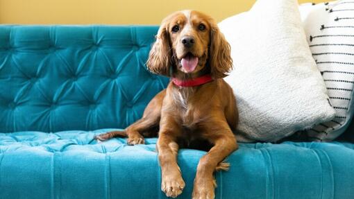 brauner Hund sitzt auf einem blauen Sofa