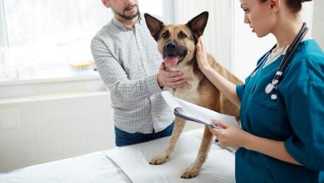 Deutscher Schäferhund bei den Tierärzten