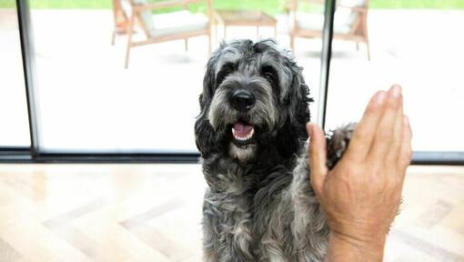 Dark Irish Wolfhound wird mit offenem Mund gestreichelt.