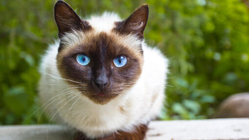 Siamesische Katze mit hellen blauen Augen sitzt auf einem Tisch