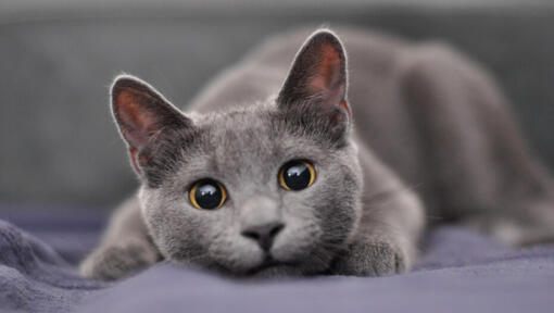 Graue Katze mit gelben Augen sitzt auf dem Sofa