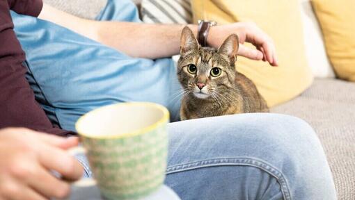 Dunkel gestreifte Katze wird vom Besitzer gestreichelt.