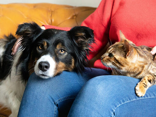 Hund und Katze