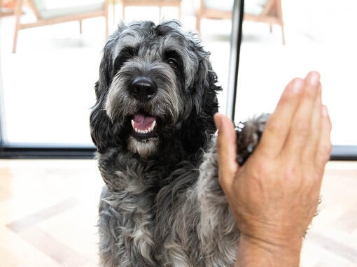 Hund gibt high five