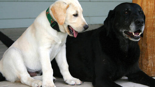 Ein goldener Labrador-Welpe und ein älterer schwarzer Labrador liegen nebeneinander