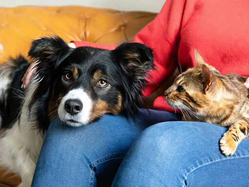 Hund und Katze