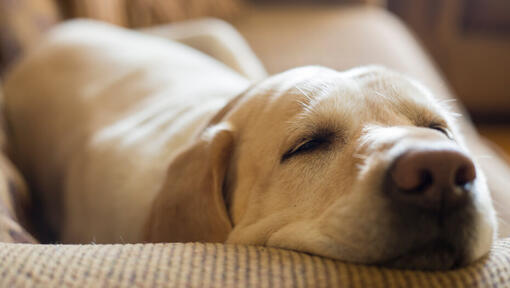 Labrador schläft auf Sofa