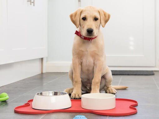 Hund wartet auf Futter