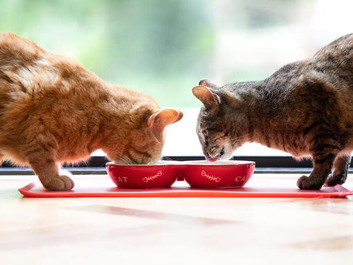 Zwei Katzen fressen aus ihren Näpfen