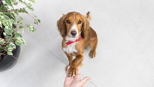 Brauner Spaniel mit rotem Kragen und Pfote an der Hand des Besitzers