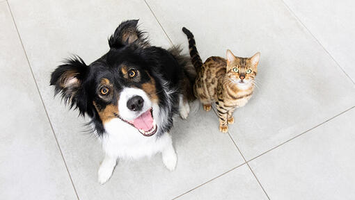 Katze und Hund