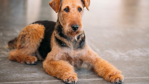 Airedale Terrier liegt auf dem Boden.