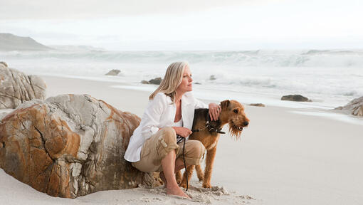 Airedale Terrier am Strand mit Person.