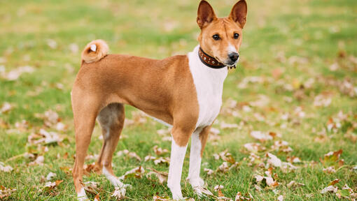 Brauner Basenji, der auf Gras steht.