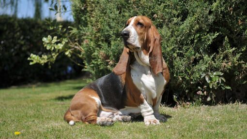 Dreifarbiger Basset, der auf dem Gras sitzt.