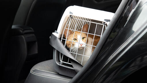 Katze im Auto in der Transportbox