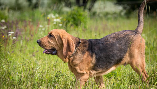 Bloodhound: Rassebeschreibung PURINA