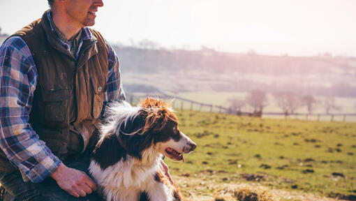 Border Collie sitzt mit dem Besitzer.