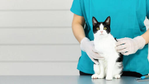 Schwarzweiss-Katze, die auf einem Tierarzttisch sitzt