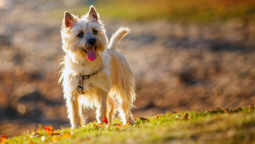 Cairn Terrier steht auf dem Hügel