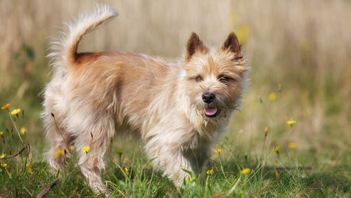 Cairn Terrier in einem Blumenfeld