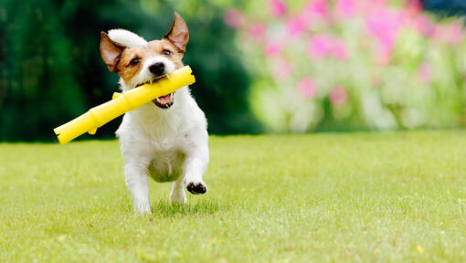 Hund spielt mit gelbem Spielzeug