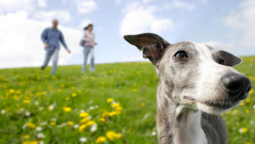 Hund guckt auf die Ferne