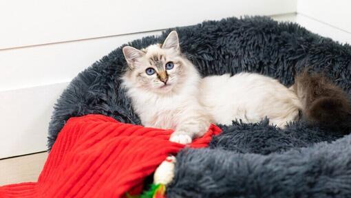 Blauäugige Katze, die im Katzenbett liegt