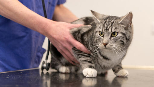 Tierarzt untersucht eine Katze.