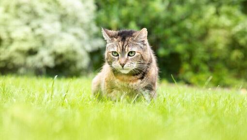 Katze sitzt im Gras.