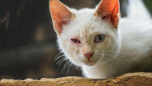 Katze mit Bindehautentzündung