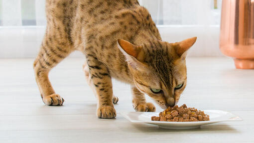 Rohes Fleisch Zahnpflege Katze