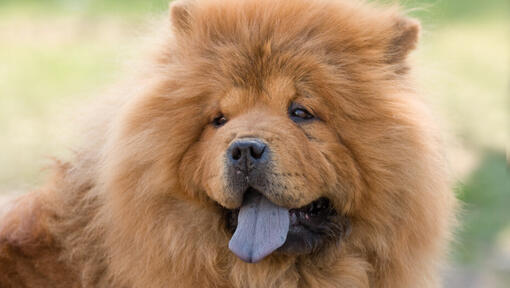 Cremefarbener Chow Chow Hund.