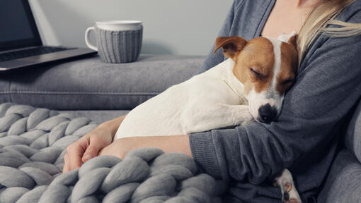 Jack Russell schläft in den Armen seines Besitzers