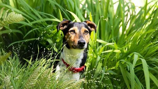 Kleiner Hund sitzt im hohen Gras.