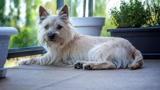 Schäbiger weißer Hund, der auf einem Balkon sitzt