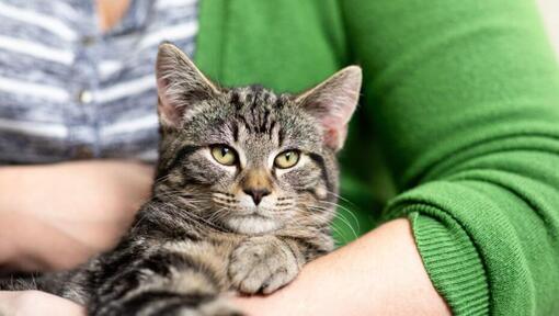 Dunkelhaarige Katze in den Armen des Besitzers.