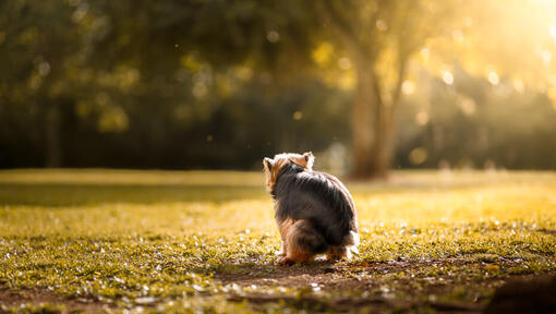 Hund kackt in einem Park