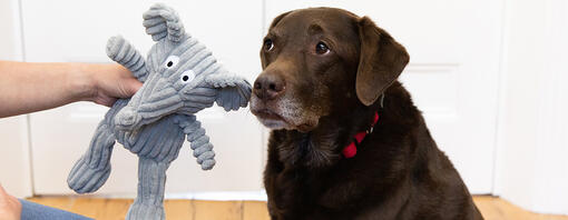 Sad looking dog with toy