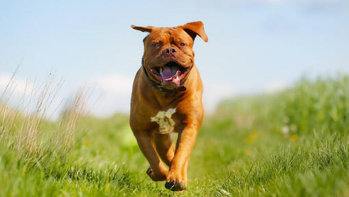 Dogue de Bordeaux steht auf dem Gras