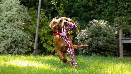 Hund läuft mit Spielzeug im Maul