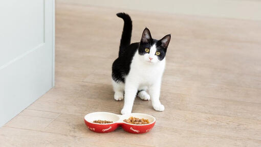Schwarzweiss-Katze mit Schalen des Katzenfutters