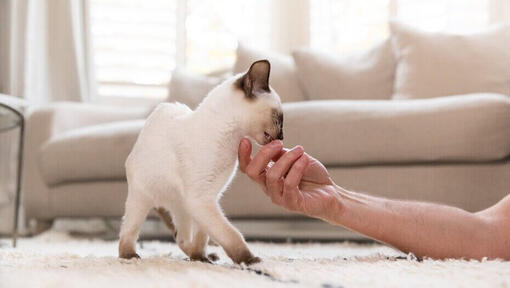 Katze leckt die Hand des Besitzers