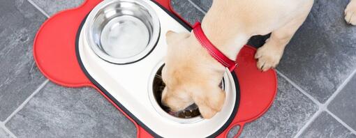 So fütterst du deinen erwachsenen Hund